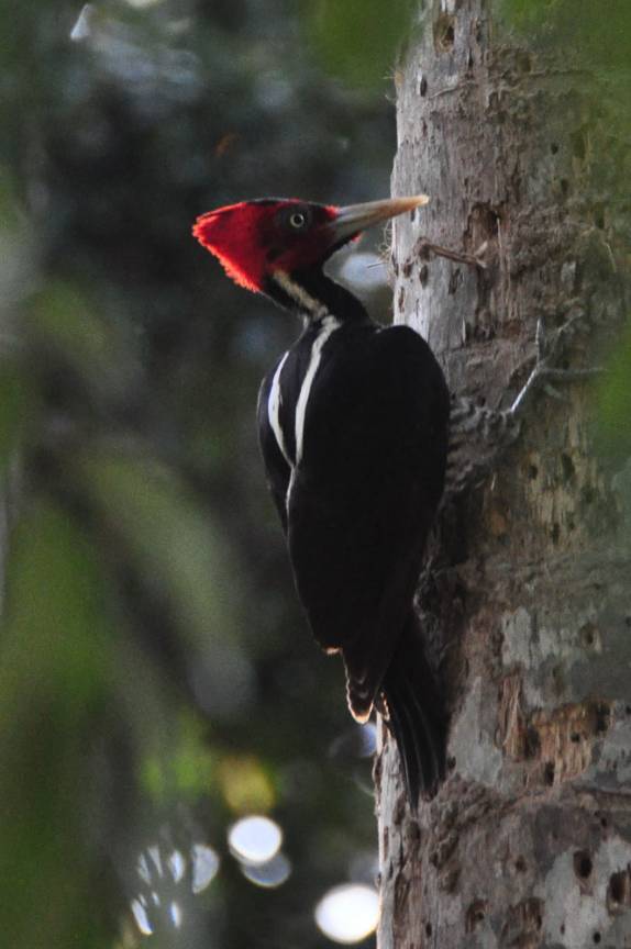 Um belo piaca-pau à procura de seu almoço, durante passeio às ruínas mayas de Tikal, na Guatemala